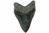 Huge, Fossil Megalodon Tooth - South Carolina #311873-2